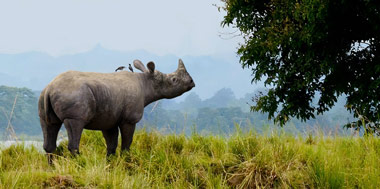 A rhino standing on green grass near a water source